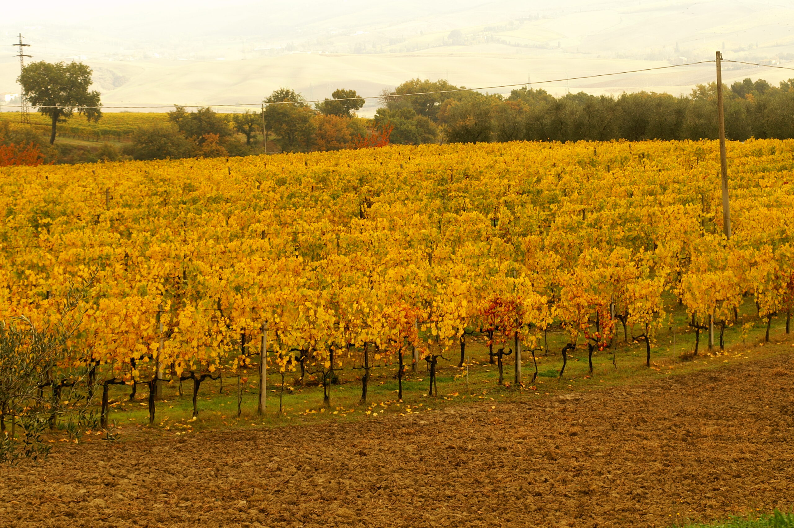 Maybe something a little lighter – White Wines